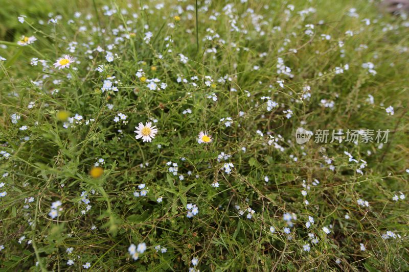 野花野草