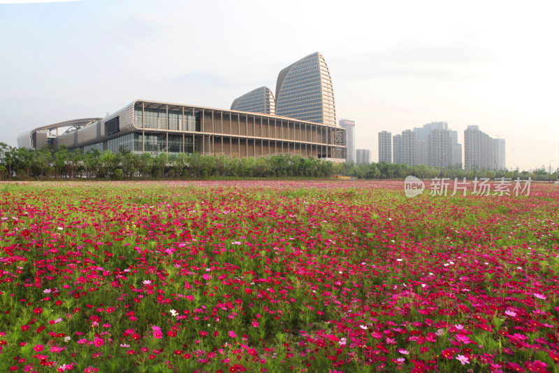 城市建筑花海日出