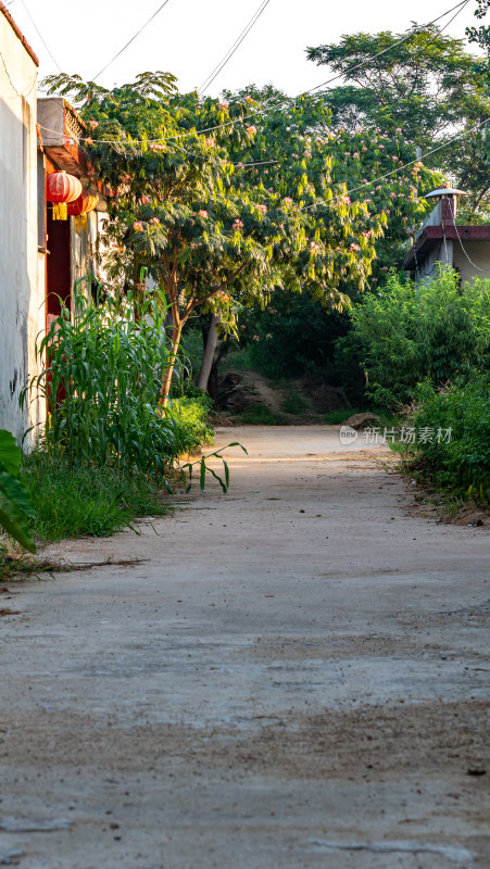 乡村小道绿植红灯笼景致