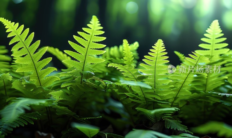 湿地森林沼泽绿色蕨类植物逆光背景