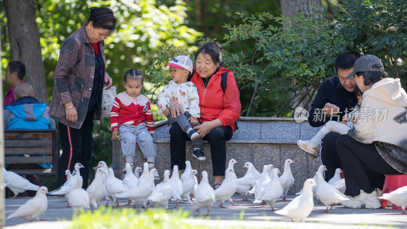 中国新疆乌鲁木齐人民公园里喂鸽子的小朋友