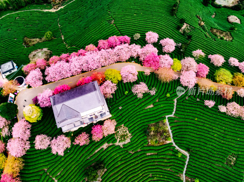 福建龙岩台品樱花院茶园樱花相映成趣照片