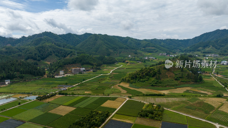 航拍武夷山绿色农田与茶园