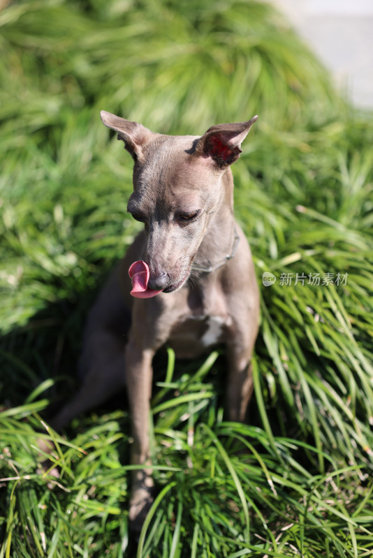 坐在草地上的意大利小灵缇犬