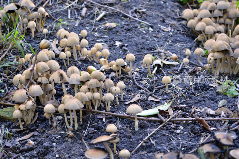 野生菌蘑菇生长环境菌类山菌野生菌