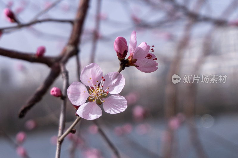 枝头绽放的粉色桃花特写