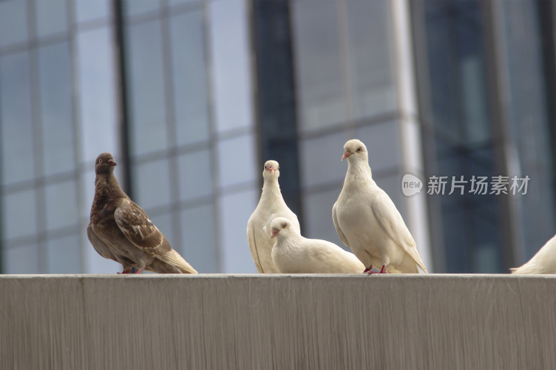 广场上打工的鸽子