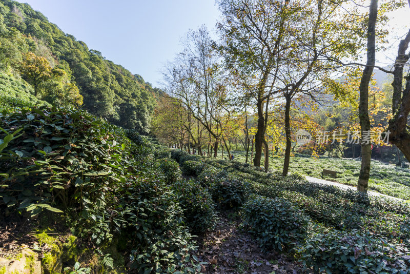 杭州西湖九溪风景区秋天风景