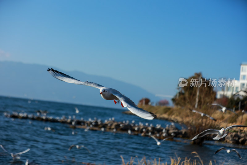 展翅飞翔的海鸥