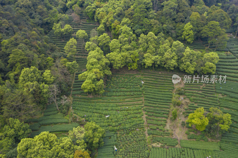 杭州西湖龙井产地梅家坞茶园航拍