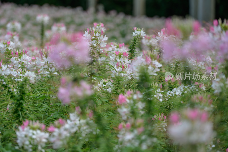 醉蝶花花海