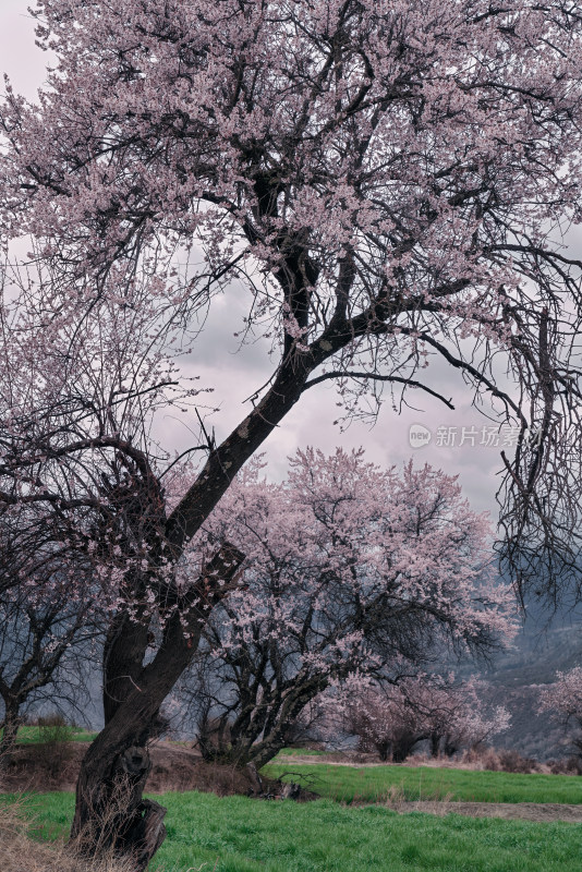 西藏林芝的野桃花树
