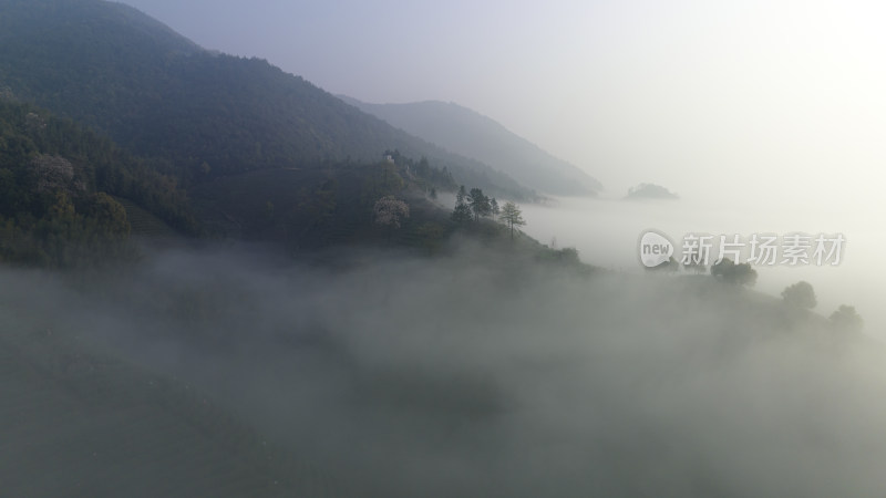 杭州大径山茶园风光