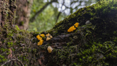 长满苔藓的树上正在生长的野生蘑菇金耳