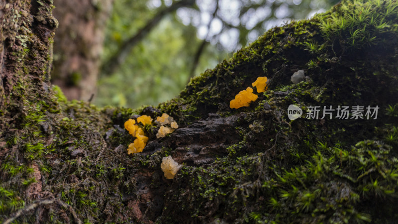 长满苔藓的树上正在生长的野生蘑菇金耳