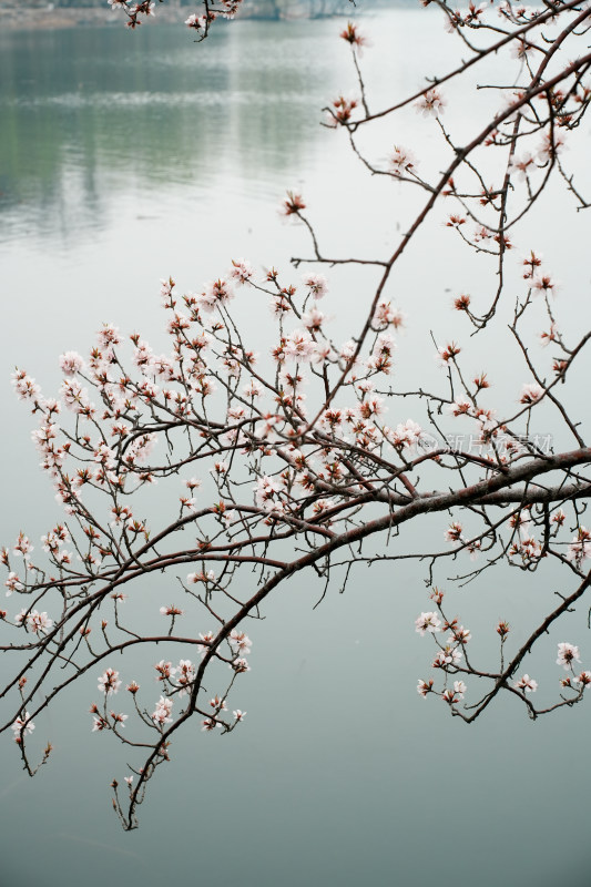 颐和园桃花堤桃花桃树