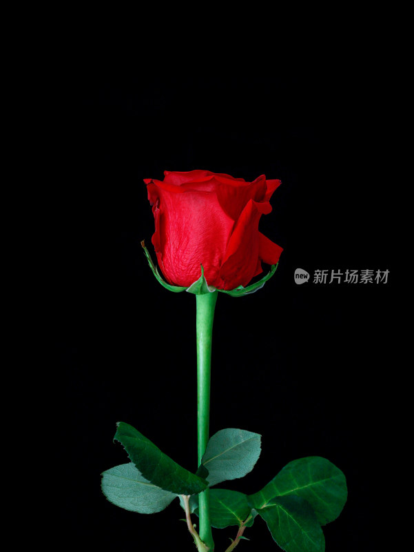 黑色背景上的一朵红色玫瑰花