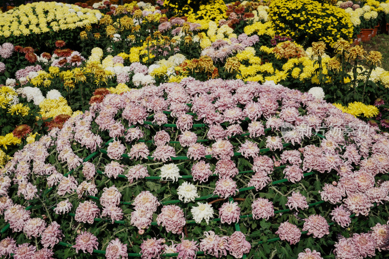 北京国家植物园菊花展