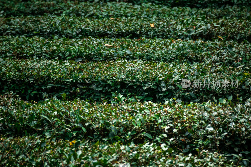 惠州柏塘绿茶茶园清晨时分茶树上的新鲜嫩芽