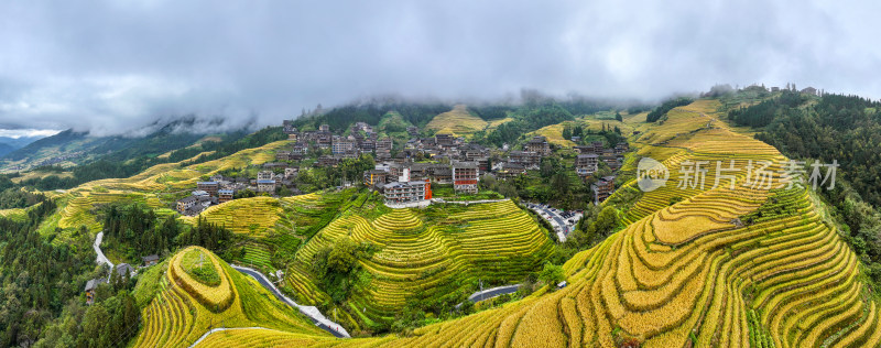 广西桂林龙脊梯田秋收稻田航拍风景