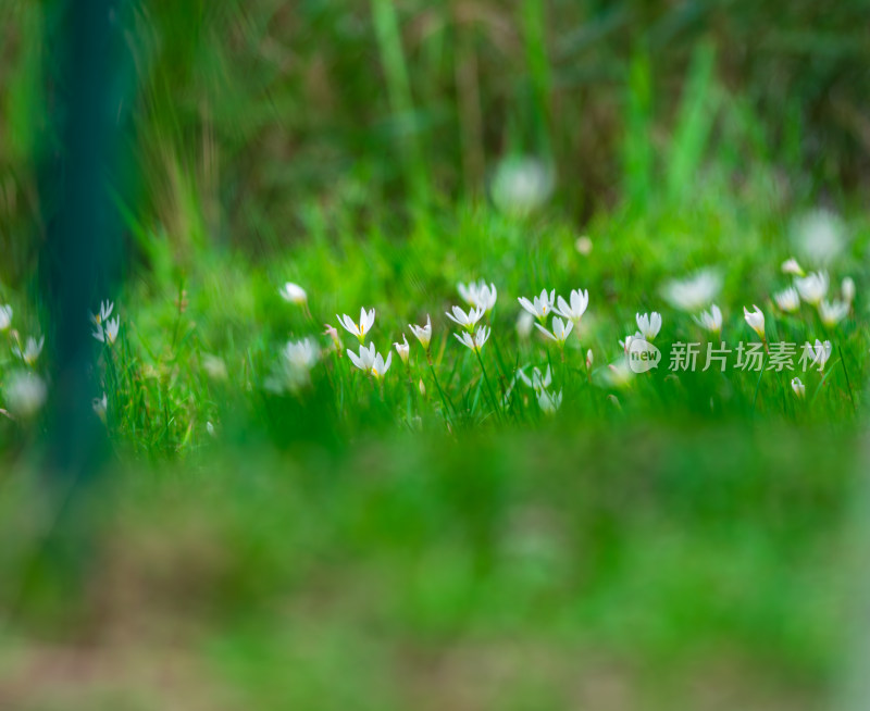 嫩绿草坪上的白色小花