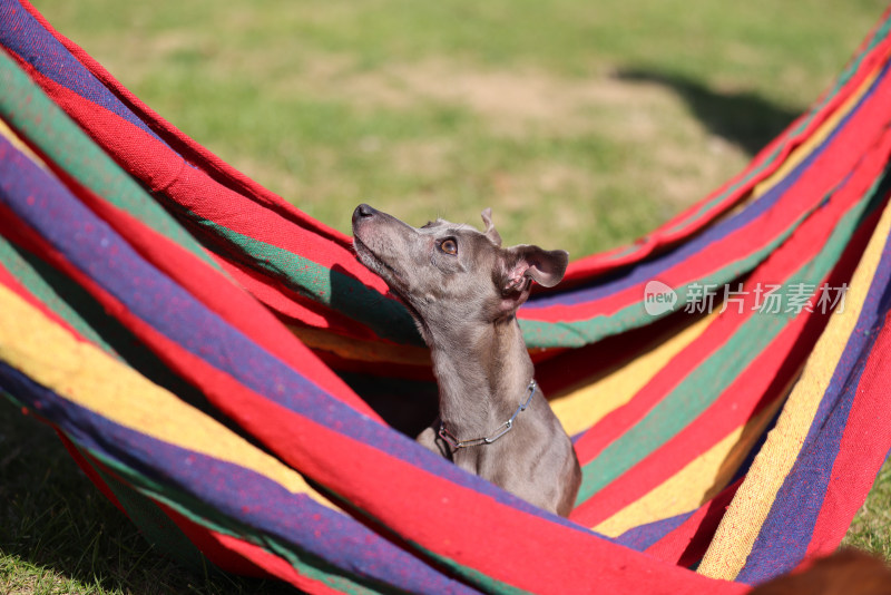 坐在吊床上的意大利小灵缇犬