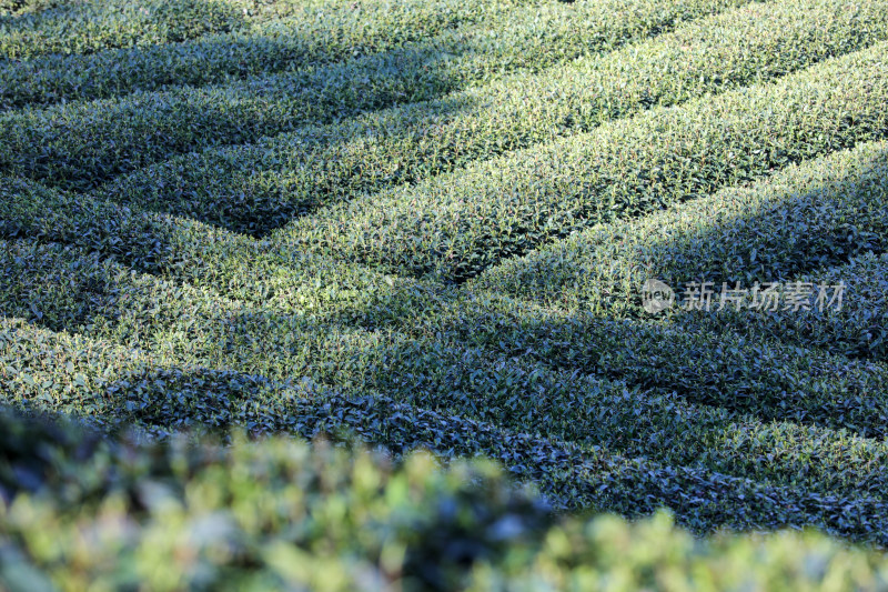 浙江杭州西湖龙井春天的茶园 头茶 明前茶