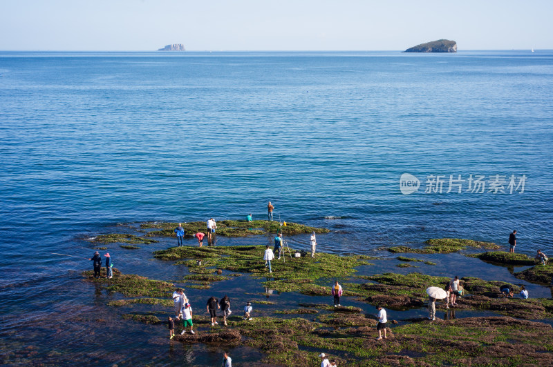 大连七贤岭海滩赶海的游客