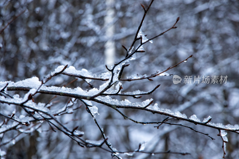 冬季冰雪覆盖的树枝