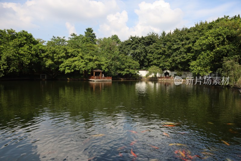 池塘锦鲤绿树凉亭风景