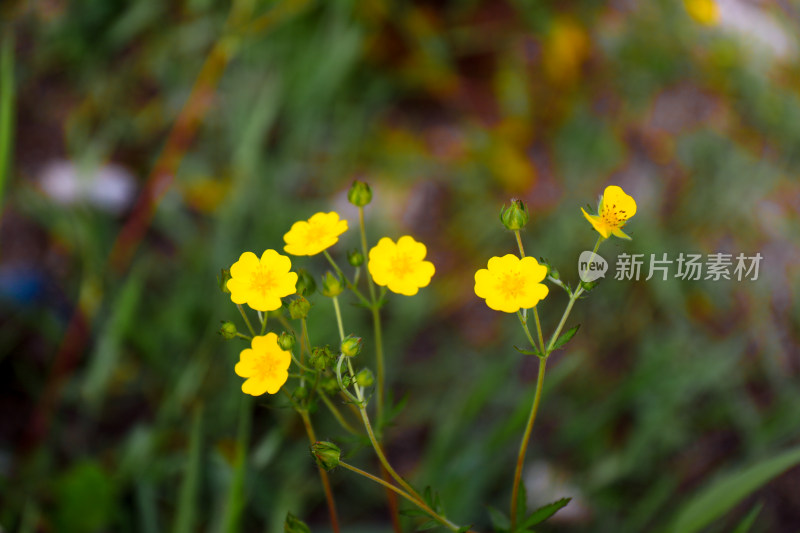 春天虞美人黄色野花盛开