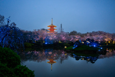 武汉东湖樱园夜樱