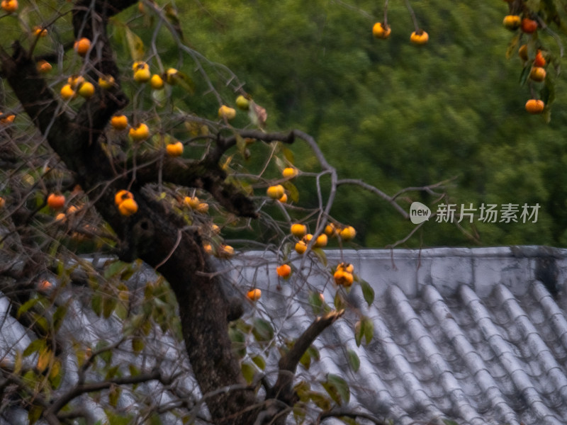 安徽池州市石台县牯牛降景区山林中的水磨坊