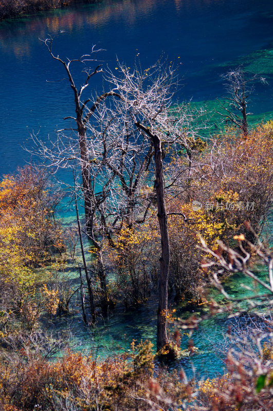 2012年的九寨沟系列三颗枯树