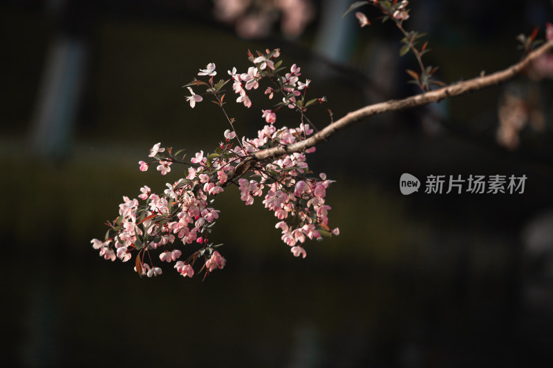 春天的花朵