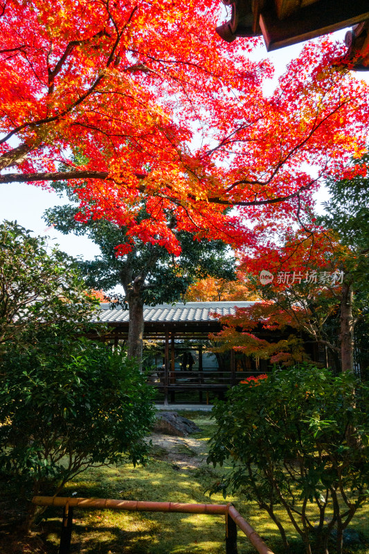 日式庭院 庭院 侘寂 枫叶