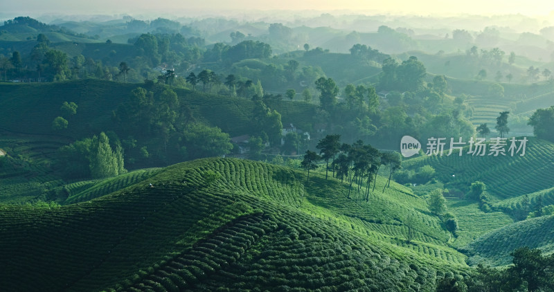 茶园茶山美丽乡村