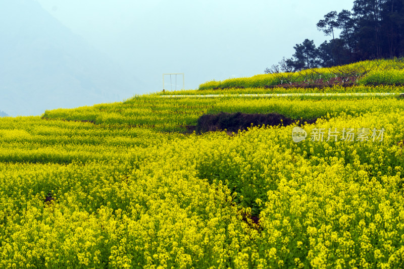 春天油菜花盛开