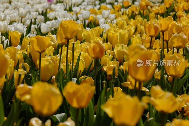 厦门园博苑举行第15届郁金香花展