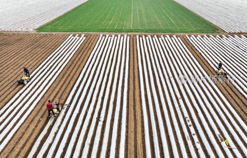 山东枣庄农民驾驶农机在田间覆膜播种马铃薯