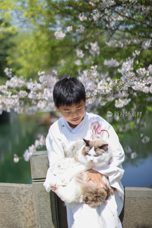 穿着汉服的小男孩和宠物布偶猫 赏花 樱花