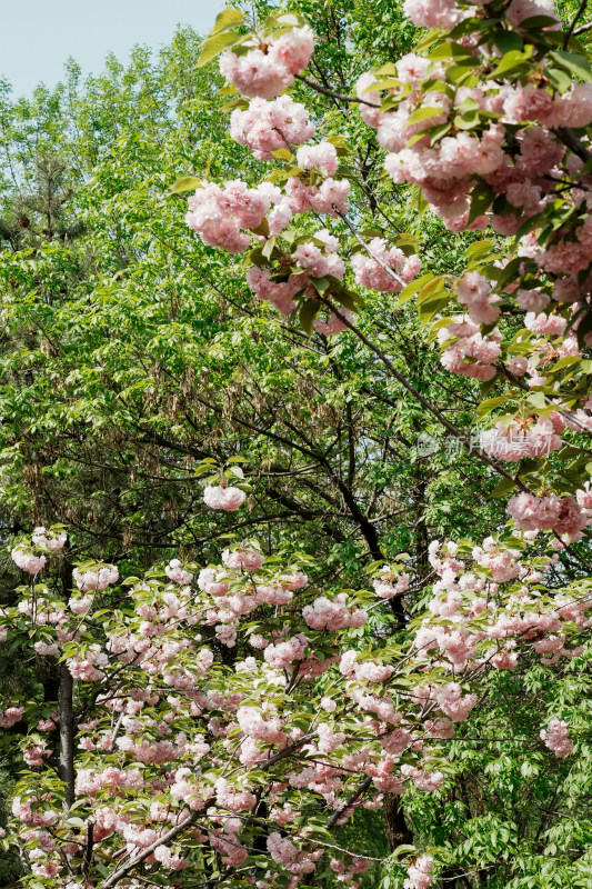 北京朝阳公园樱花