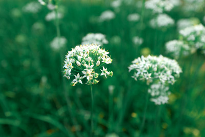 农村地里的韭菜韭菜花