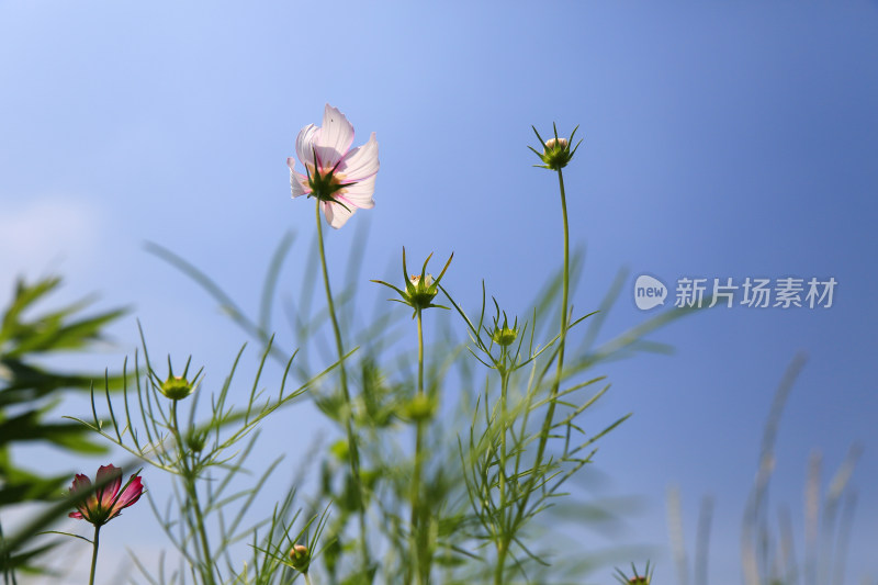 阳光下美丽的格桑花