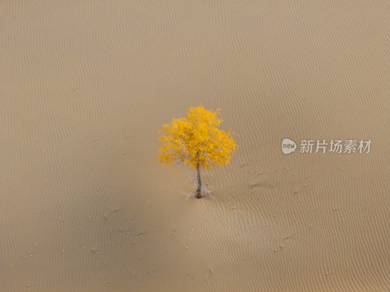 新疆南疆巴州塔克拉玛干沙漠沙丘航拍