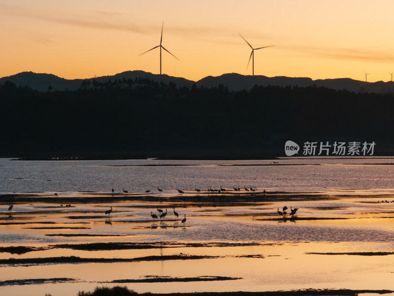 贵州威宁草海黑颈鹤日出航拍