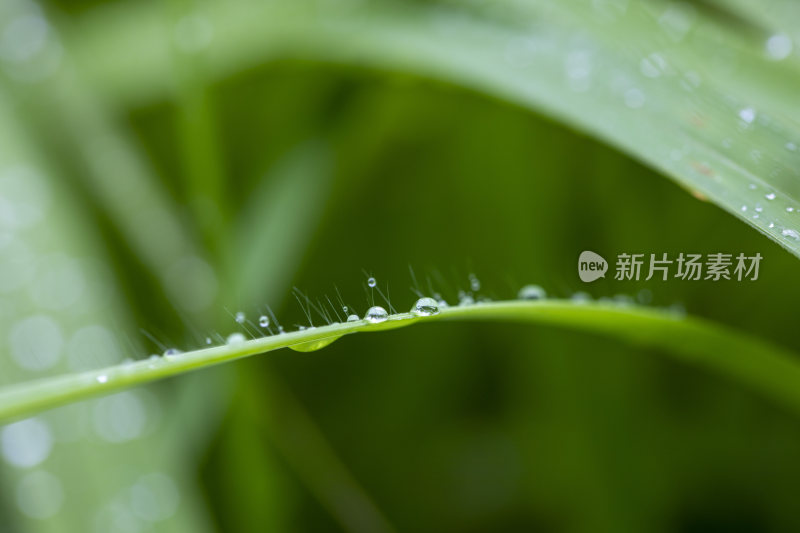 叶子上的露珠水珠雨珠特写