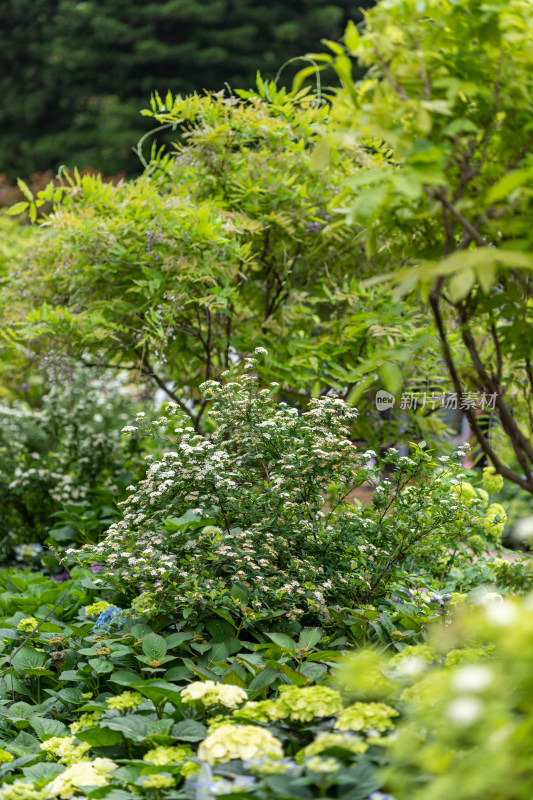 深圳仙湖植物园花展