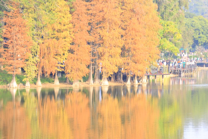 湖边水杉林秋景及赏景人群