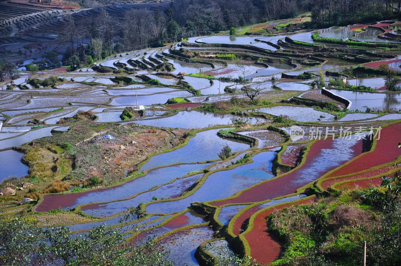 清晨阳光下雾气腾腾五彩斑斓彩色的元阳梯田